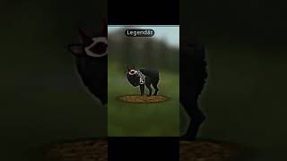 Which animal next wildcraftedit fypシ゚viral wildcraftforever xaresytwildcraft [upl. by Analah]