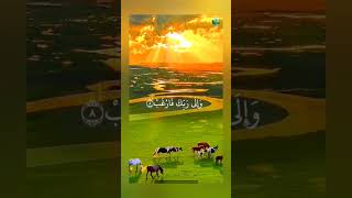 Soothing Quran Recitation quran quranrecitation qurantranslation soothing calm shorts islam [upl. by Laet]