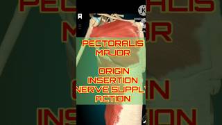 Pectoralis Major Breakdown Origins Nerves amp Actions  shorts shortfeeds [upl. by Rolo100]