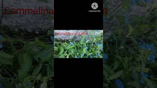 Commelina Flower Plant youtubeshorts [upl. by Raimundo]