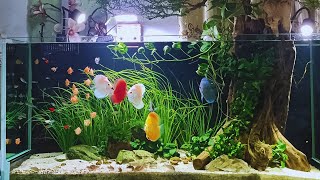 Discus Fish Tank Setup  Keep the Perfect Discus Aquarium Step By Step [upl. by Landa]