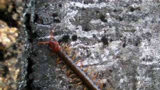 giant centipede on Cheung Chau Hong Kong [upl. by Ettenhoj604]