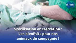 Stérilisation et castration  Les bienfaits pour nos animaux de compagnie [upl. by Gipson615]