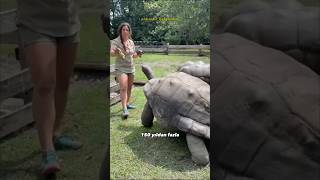 250 YIL YAŞAYAN KAPLUMBAĞA 😮🐢 shorts kaplumbağa vahşiyaşam hayvanlar ilginçvideolar [upl. by Ynahpets]