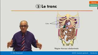 Anatomie générale  La région thoracoabdominale [upl. by Sievert]