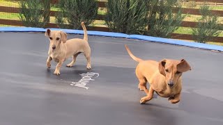 Mini Dachshunds Spooked by Wind Blown Objects [upl. by Baudelaire791]