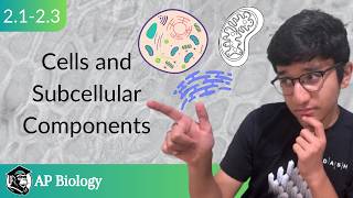 Cells and Subcellular Components EduHaven AP Biology Unit 2 Topic 13 [upl. by Ethelstan818]