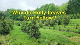 Why do Holly Leaves Turn Yellow in the Spring and Fall Off [upl. by Ariom947]