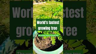 Worlds fastest growing tree  Week 18  Tree Fern from Brazil shorts plants tree [upl. by Eilesor]