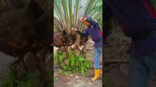 Pamp Garden agriculture amazing satisfying shorts [upl. by Nwahsid]