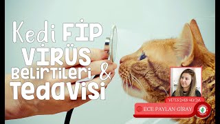 Kedi Fip Virüsü Hastalığı Belirtileri Tedavisi Nedir Nasıl Anlaşılır Testi  2 [upl. by Eirrehs]