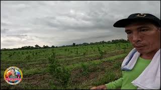 NAMARAKO ANG MAIS SA KABILA SA IPOT NG MANOKAPPLY NG ORGANIC FERTILIZER [upl. by Mairb]