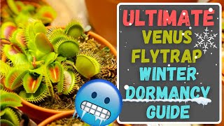 Ultimate Venus Flytrap Dormancy Care Guide Everything You Need To Know About Winter Dormancy [upl. by Esoranna]