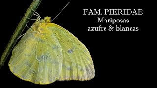 ENTOMOLOGÍA  Mariposas azufre y blancas  Familia Pieridae [upl. by Aliuqat61]