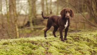 Working Cocker Spaniel Puppy [upl. by Harsho899]