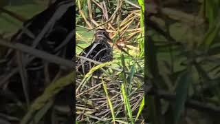 Pond LifeReturn Visitor wildlife nature naturelovers animal floridawildlife birdsbird [upl. by Jeremie]