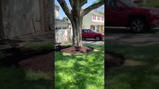 Garden Bed Clean Out  Before and After gardendesign landscaping garden [upl. by Viridis]