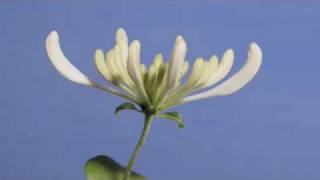 Lonicera periclymenum Belgica flower timelapse [upl. by Eittod568]