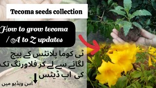 Yellow bells flowers  Seeds Collection  How to grow tecoma plants from seeds  all updates A to Z [upl. by Yelyac]