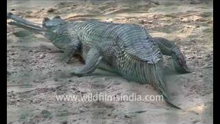 Gharial Gavialis gangeticus [upl. by Sivi612]