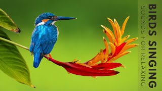 Nature Sounds  Birds Singing Without Music 24 Hour Bird Sounds Relaxation Soothing Nature Sounds [upl. by Yahsel]