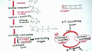 Glycogenesis [upl. by Nikolaos]