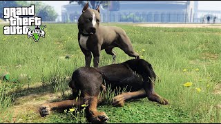 PLAYING AS A PITBULL DOG IN GTA 5 [upl. by Nnyladnarb]