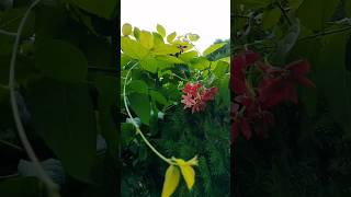 Combretum indicummadhumalti💐blooms in my gardenflowers gardendesign shorts youtubeshorts love [upl. by Audrit246]