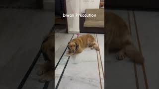 How to Keep Your Dog Calm During Diwali trending shorts [upl. by Flint]