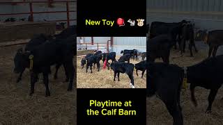 Newborn Calf Toys 🪀 shorts technology fyp cow farming viralvideo yt short cowvideos fypシ゚ [upl. by Dranreb957]