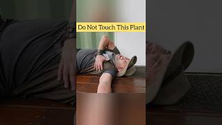 Do Not Touch This Plant ❌  Gympie Gympie Plant shorts facts youtubeshorts [upl. by Richards]