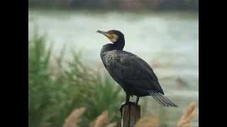 Great Cormorant  Hong Kong [upl. by Dnaltruoc18]