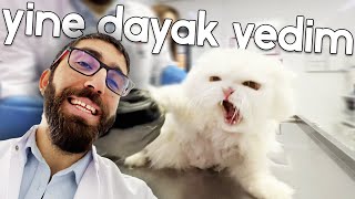 HAFTALIK DAYAK VLOG 😂  sarman  tekir  merlin  yumak  yıldız  şanslı  anakin  puffy [upl. by Ailesor745]