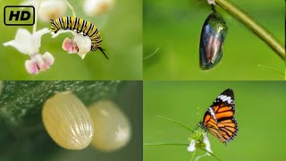 Life cycle of a butterfly 4k HD  From eggs to full grown butterflies  Hugs of life [upl. by Sears834]