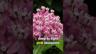 Swamp Milkweed GREAT in Pollinator Gardens [upl. by Bergquist72]