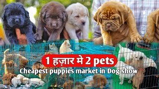 1 हजार मे 2 pets with phone number  All breeds Cheapest puppies and pets market [upl. by Aidan]