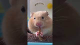 Pet Food EXPOSED What Your Hamster Craves [upl. by Entsirhc]