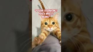 How Cats Stay Cool Without Sweating 🐾 The Surprising Truth catfacts cat catfactoid [upl. by Sanfo]