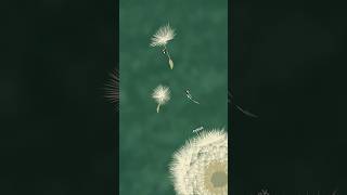 Cute honey bee animation procreate digitalanimation animation illustration autumn dandelions [upl. by Leeanne877]