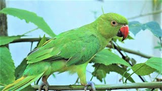 Loud Parrot Chirping Angry Voice  Natural Parrot Sounds  Parrot Calling Sounds [upl. by Nisbet98]