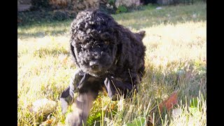 Temperament Testing for Hachi – Male Phantom Moyen Poodle Puppy  Funny Farm Poodles amp Doodles [upl. by Ahsilam]