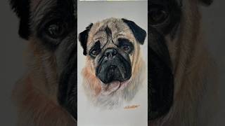 Carlino a pastel ArteRealistaDibujoDeMascotasRetratoDePugArteAnimalPugDrawingArteHiperrealista [upl. by Nehtiek525]