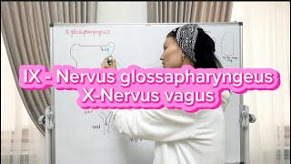 Nervus glossapharyngeusтілжұтқыншақ нерві Nervus vagusкезбе нерві Неврология [upl. by Vashtia]