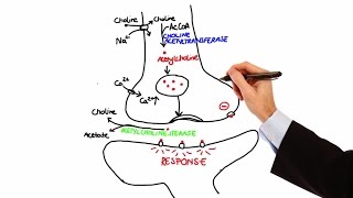 Pharmacology  CHOLINERGIC DRUGS MADE EASY [upl. by Starlene342]