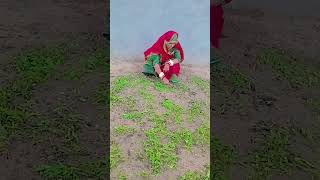 Podina Rajasthani SongSubscribeNew VideoNirma Shekhawat [upl. by Isolde908]