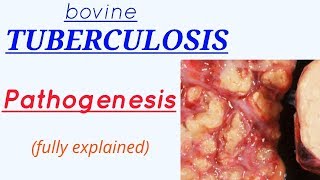 Pathogenesis  bovine TUBERCULOSIS  fully explained  hindi  english [upl. by Thibaud]