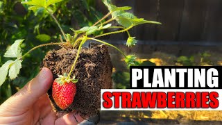 Planting Strawberries  The Definitive Guide [upl. by Ahsini]