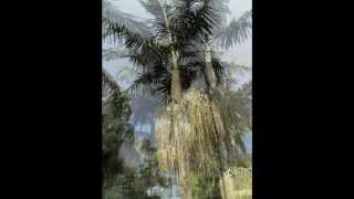 Plant ID Bangalow Palm Archontophoenix cunninghamiana [upl. by Wynn987]