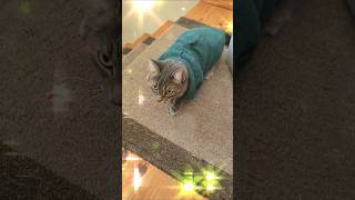 The handsomest boiviralshort music funny funnycatvideos cat catvideos cuteanimal [upl. by Rolanda817]