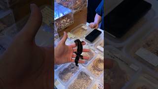 AKU MENEMUKAN GECKO HITAM SULTAN DI PAMERAN HEWAN DALAM MALL BLACK KNIGHT LEOPARD GECKO [upl. by Cocke]